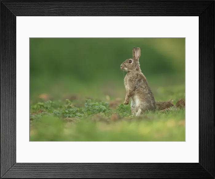 Framed Print : European Rabbit, Adult. Isolated background alert position Framed Print : European Rabbit, Adult. Isolated background alert position