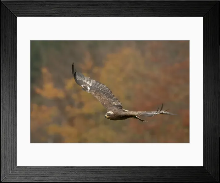 Framed Print : Steppe Eagle Aquila nipalensis, captive Framed Print : Steppe Eagle Aquila nipalensis, captive