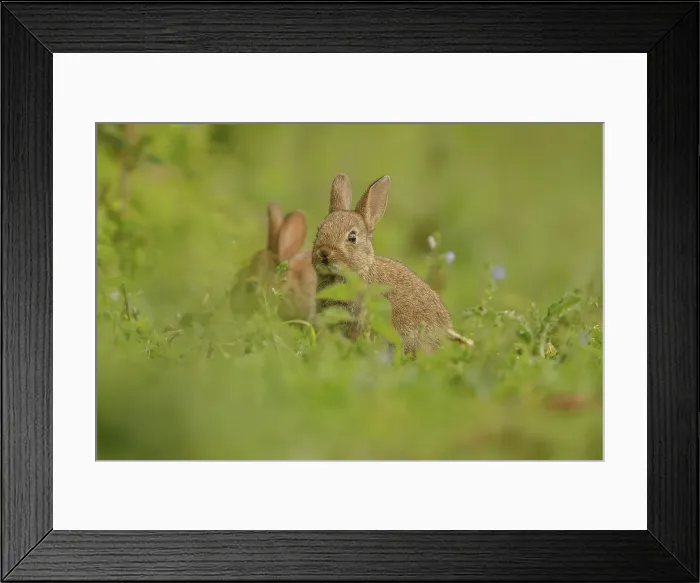 Framed Print : European Rabbit, Young Juveniles Framed Print : European Rabbit, Young Juveniles