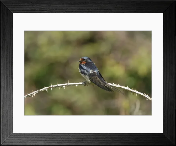 Framed Print : Barn Swallow Hirundo rustica, resting on bramble perch Framed Print : Barn Swallow Hirundo rustica, resting on bramble perch