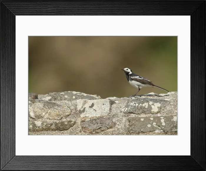 Framed Print : Pied Wagtail Male (Motacilla alba) perched on stone wall Framed Print : Pied Wagtail Male (Motacilla alba) perched on stone wall