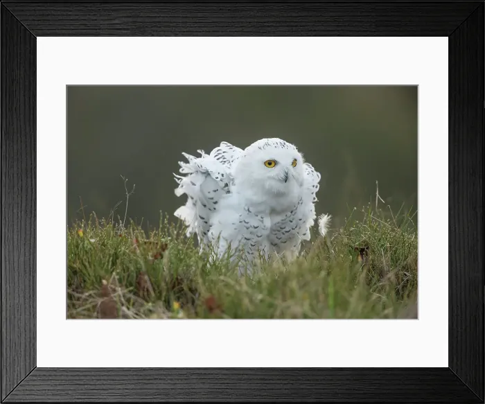 Framed Print : Snowy Owl, Nyctea scandiaca, in grass Framed Print : Snowy Owl, Nyctea scandiaca, in grass