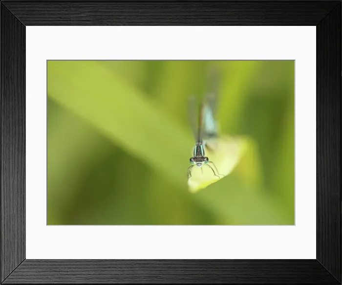 Framed Print : Blue Tailed Damsely Fly, Ishnura elegans Framed Print : Blue Tailed Damsely Fly, Ishnura elegans