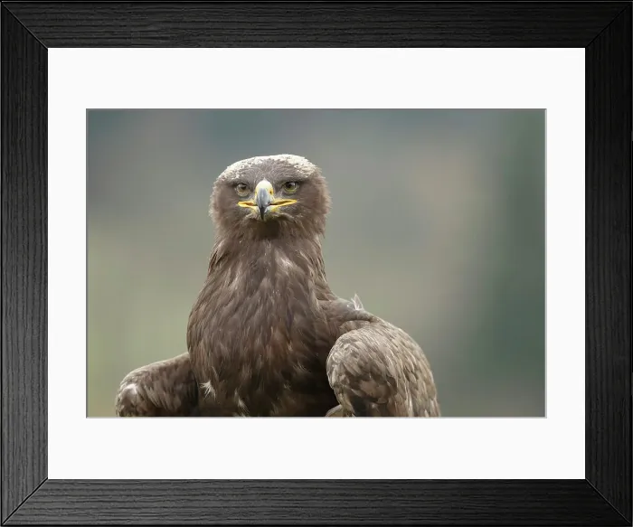 Framed Print : Steppe Eagle Aquila nipalensis, captive Framed Print : Steppe Eagle Aquila nipalensis, captive