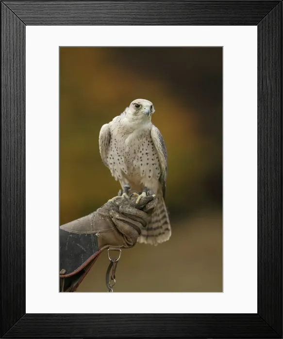 Framed Print : Gyr Falcon, Falco rusticolus, isolated background Framed Print : Gyr Falcon, Falco rusticolus, isolated background