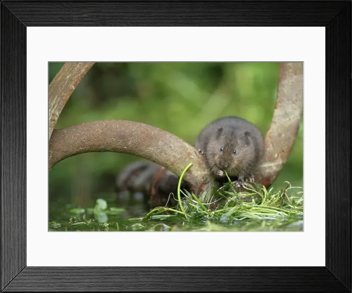 Framed Print : Northern European Water Vole, Avicola terrestris Framed Print : Northern European Water Vole, Avicola terrestris