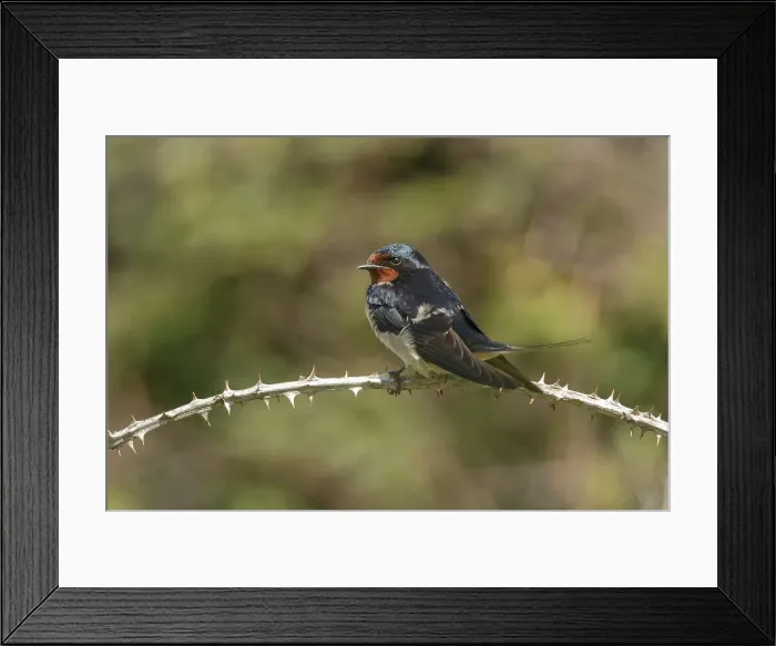 Framed Print : Swallow (Barn) (Hirundo rustica) on bramble perch Framed Print : Swallow (Barn) (Hirundo rustica) on bramble perch