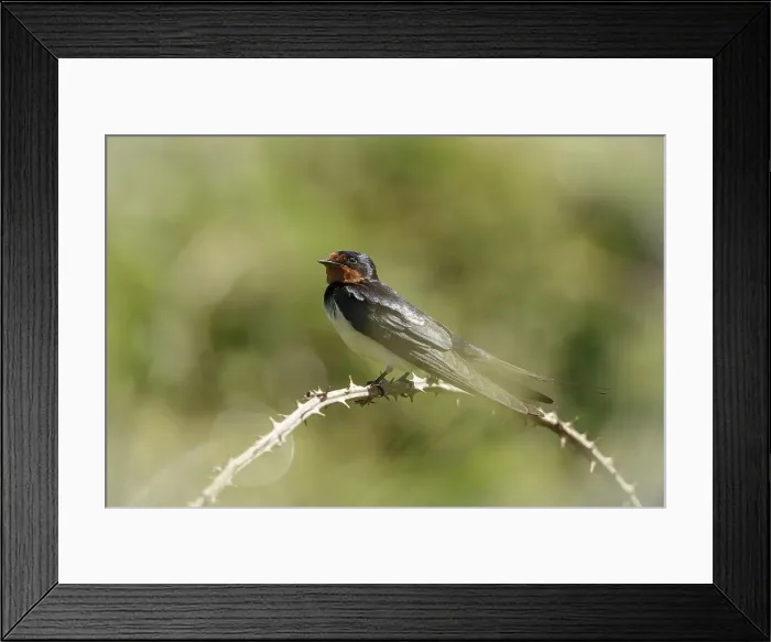 Framed Print : Barn Swallow Hirundo rustica, resting on bramble perch Framed Print : Barn Swallow Hirundo rustica, resting on bramble perch