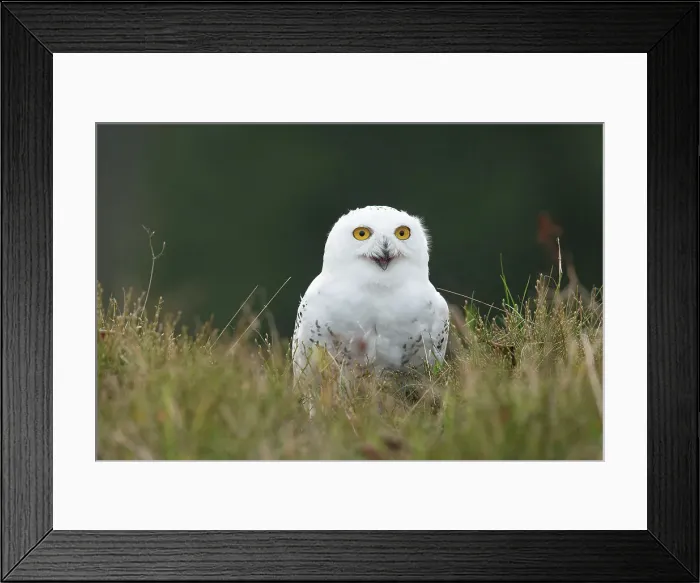 Framed Print : Snowy Owl, Nyctea scandiaca, in grass Framed Print : Snowy Owl, Nyctea scandiaca, in grass