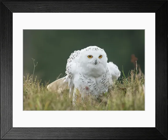 Framed Print : Snowy Owl, Nyctea scandiaca, in grass