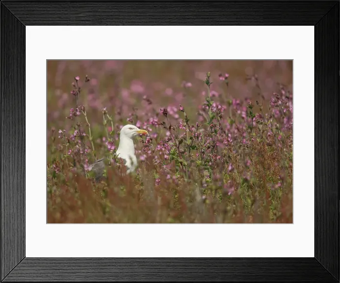 Framed Print : Lesser Black Backed Gull ( Larus fuscus) in Red Campion (Silene dioica) Skomer Island