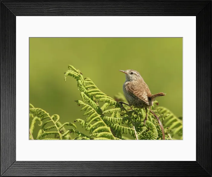Framed Print : Wren, European ( Troglodytes trogloytes) on top of bracken
