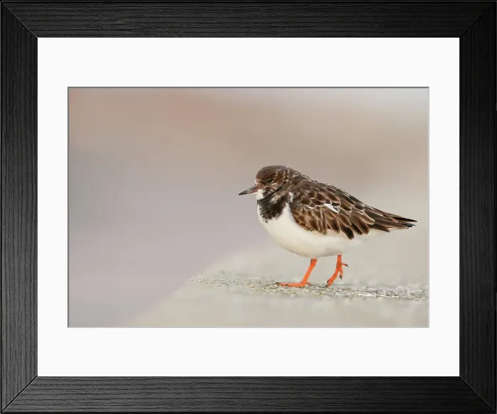 Framed Print : Turnstone, wader, Arenaria interpres