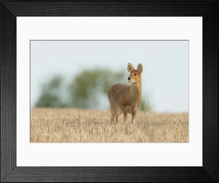 Framed Print : Chinese Water Deer, Hydropotes inermis Framed Print : Chinese Water Deer, Hydropotes inermis