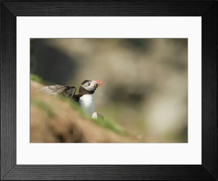 Framed Print : Atlantic Puffin (Fratercula arcitica) leaving burrow Framed Print : Atlantic Puffin (Fratercula arcitica) leaving burrow