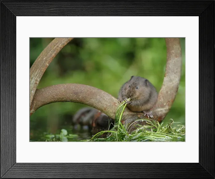Framed Print : Northern European Water Vole, Avicola terrestris Framed Print : Northern European Water Vole, Avicola terrestris