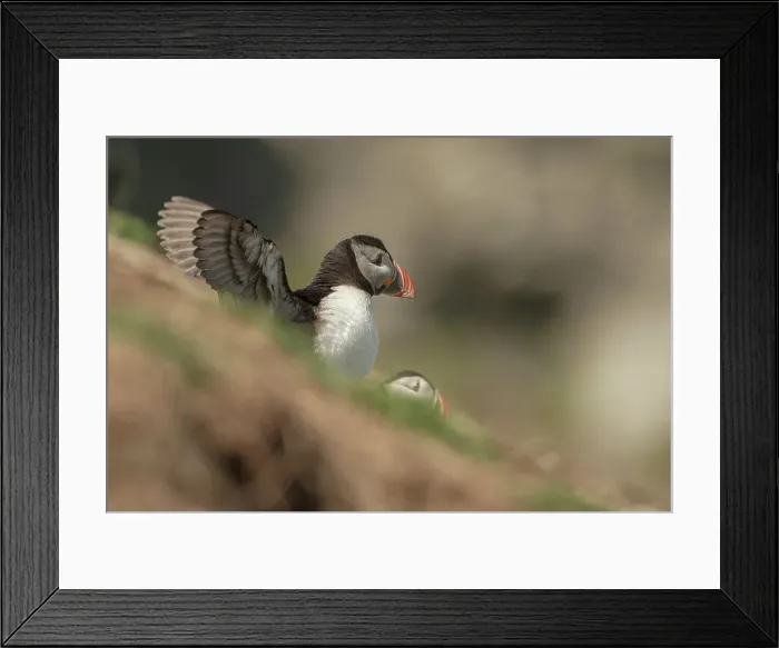 Framed Print : Atlantic Puffin (Fratercula arcitica) leaving burrow Framed Print : Atlantic Puffin (Fratercula arcitica) leaving burrow