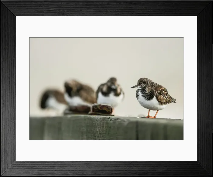 Framed Print : Turnstone, wader, Arenaria interpres