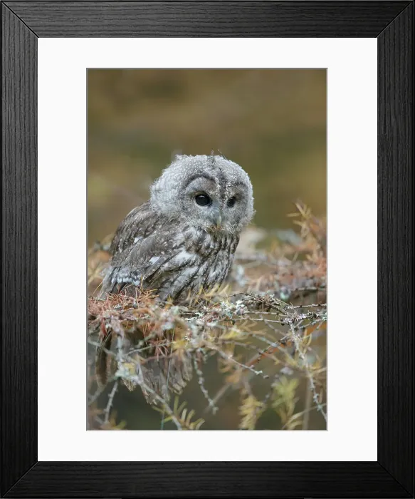 Framed Print : Tawny Owl, Strix aluco, isolated pine tree forest background Framed Print : Tawny Owl, Strix aluco, isolated pine tree forest background
