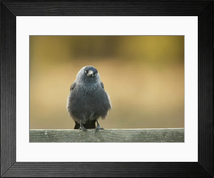 Framed Print : Jackdaw, Corvus monedula. Surrey UK Framed Print : Jackdaw, Corvus monedula. Surrey UK