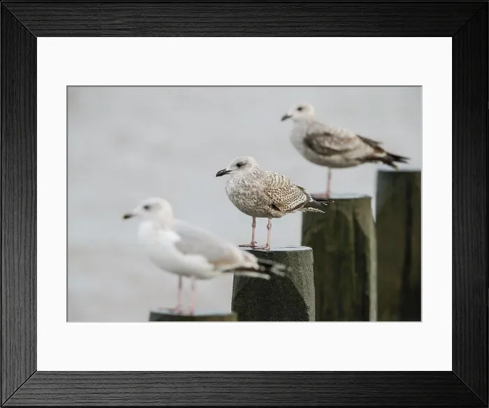 Framed Print : Herring Gull, Larus argentatus. Winter plumage, juveniles on sea groyne post. North Norfolk Coast. UK Framed Print : Herring Gull, Larus argentatus. Winter plumage, juveniles on sea groyne post. North Norfolk Coast. UK