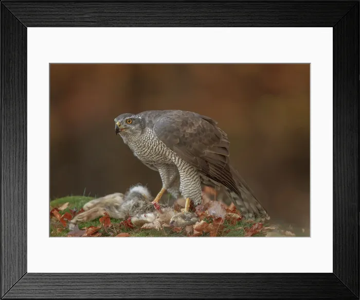Framed Print : Goshawk, Accipiter Gentilis, Female