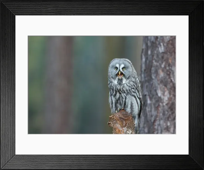 Framed Print : Great Grey Owl, on tree stump Strix nebulosa Framed Print : Great Grey Owl, on tree stump Strix nebulosa