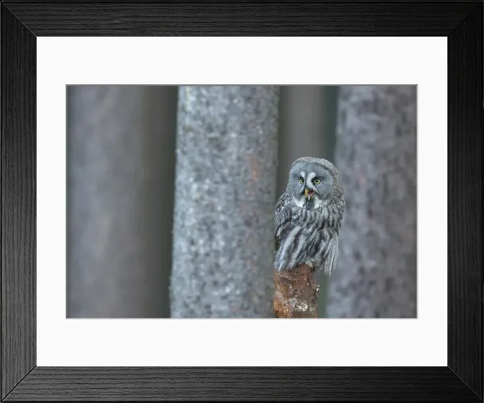 Framed Print : Great Grey Owl, on tree stump Strix nebulosa Framed Print : Great Grey Owl, on tree stump Strix nebulosa