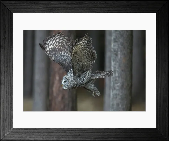 Framed Print : Great Grey Owl, in flight, Strix nebulosa Framed Print : Great Grey Owl, in flight, Strix nebulosa