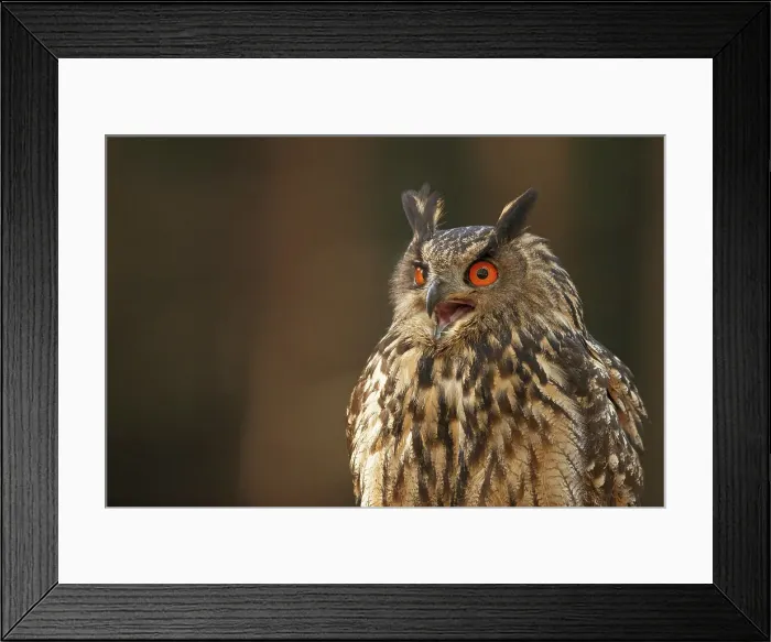 Framed Print : Eurasian Eagle Owl, Bubo bubo, captive Framed Print : Eurasian Eagle Owl, Bubo bubo, captive