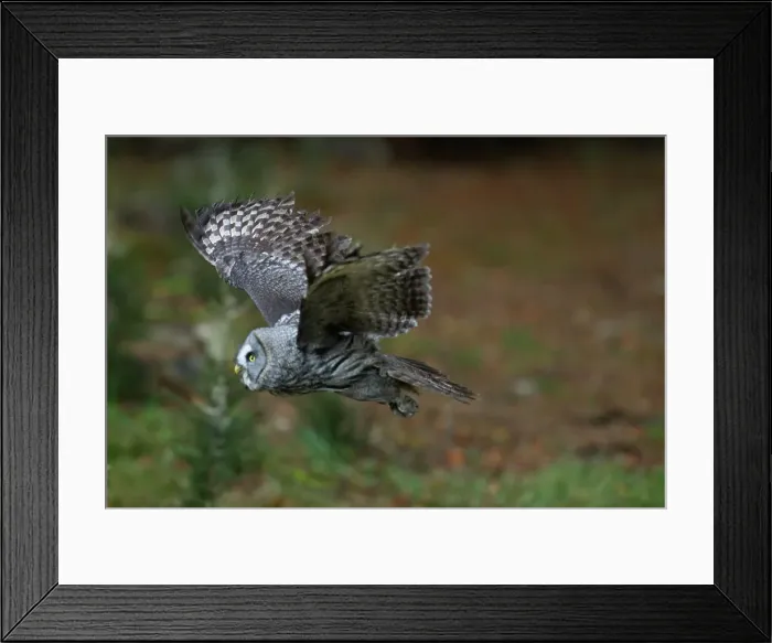 Framed Print : Great Grey Owl, Strix nebulosa Framed Print : Great Grey Owl, Strix nebulosa