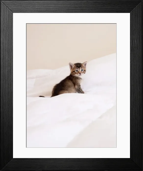 Framed Print : Kitten Portrait Framed Print : Kitten Portrait