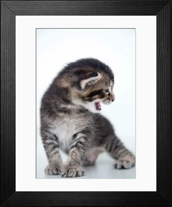 Framed Print : Kitten Portrait Framed Print : Kitten Portrait