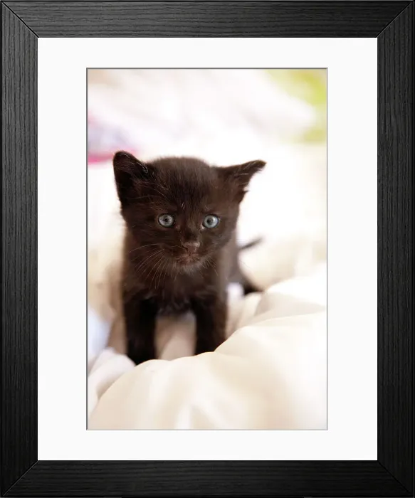 Framed Print : Black Kitten Portrait