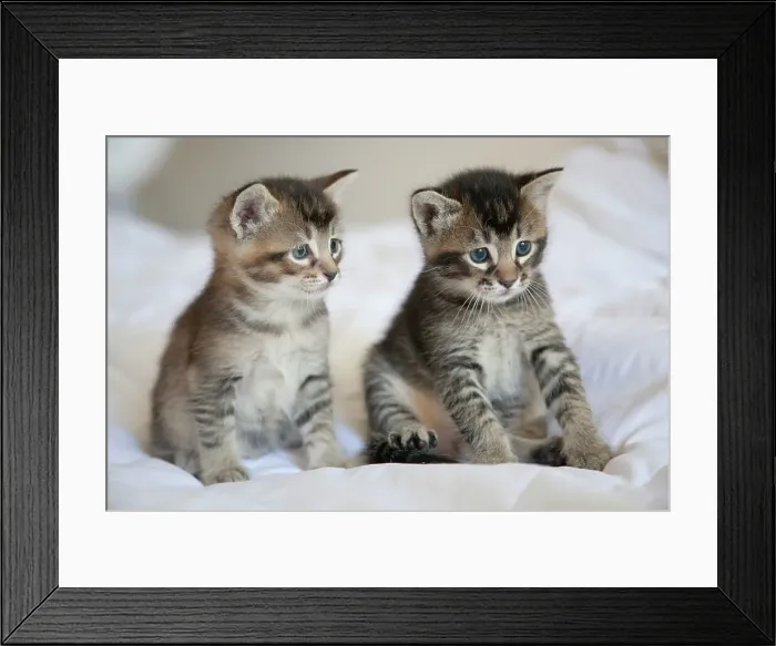 Framed Print : Portrait of Two Kittens on Bed