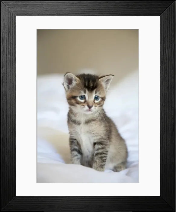 Framed Print : Kitten Portrait Framed Print : Kitten Portrait