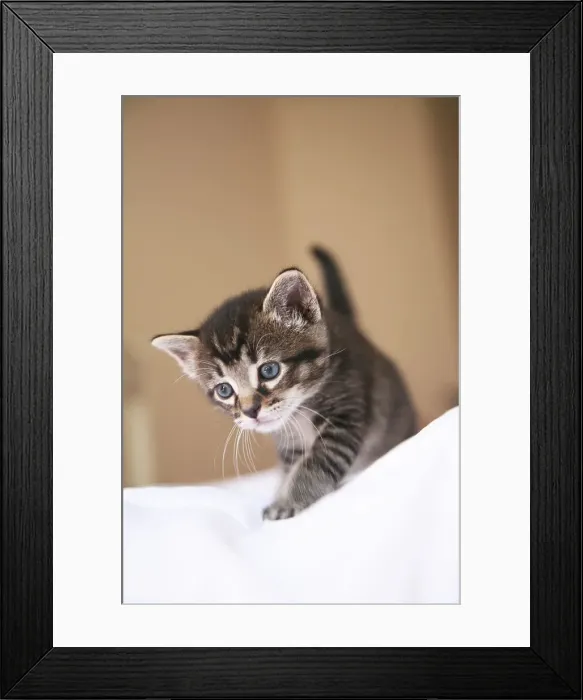 Framed Print : Kitten Exploring in Home