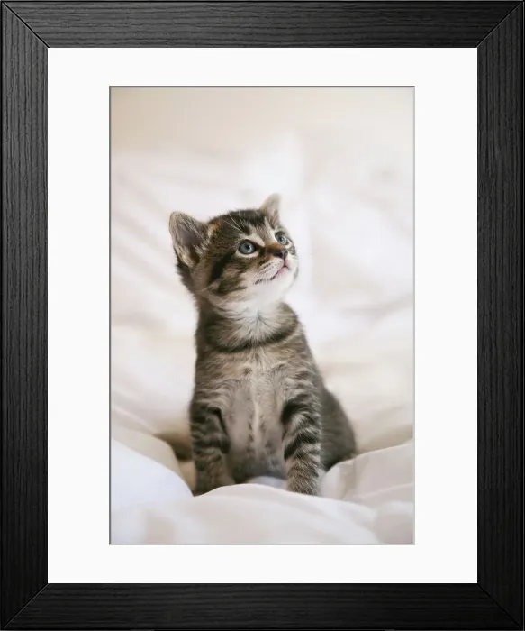 Framed Print : Kitten Portrait Framed Print : Kitten Portrait
