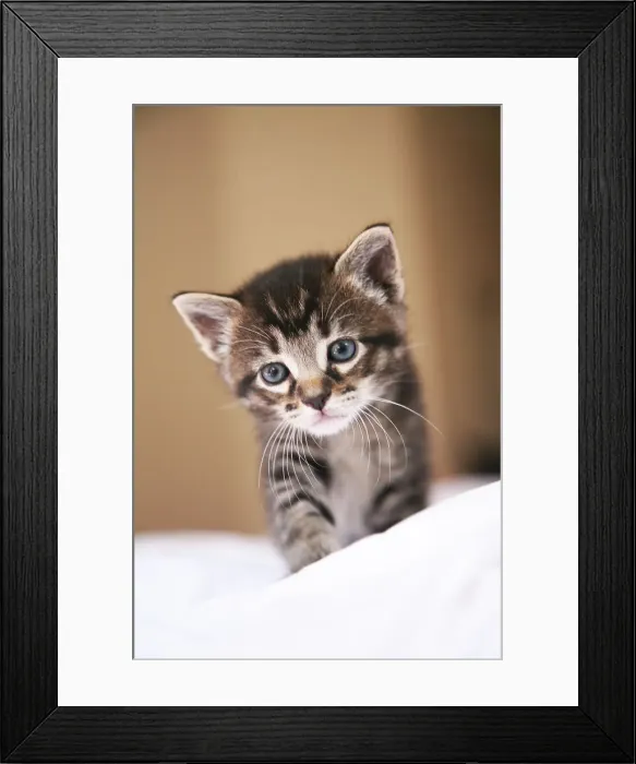 Framed Print : Kitten Exploring in Home