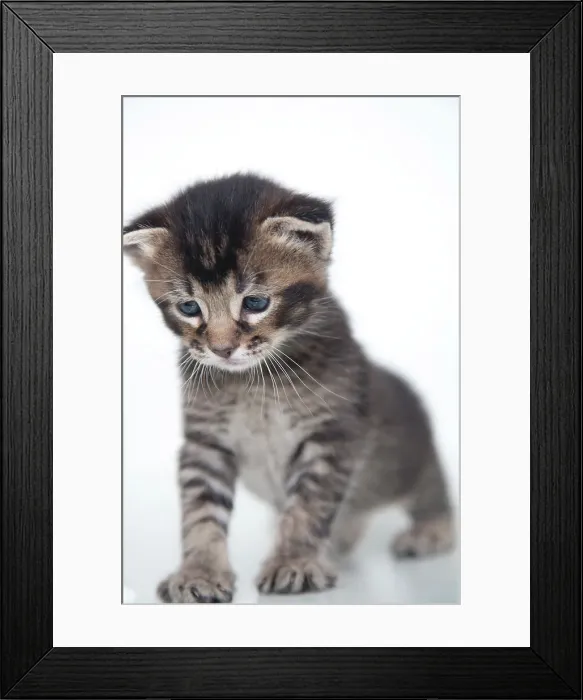 Framed Print : Kitten unsure of first steps