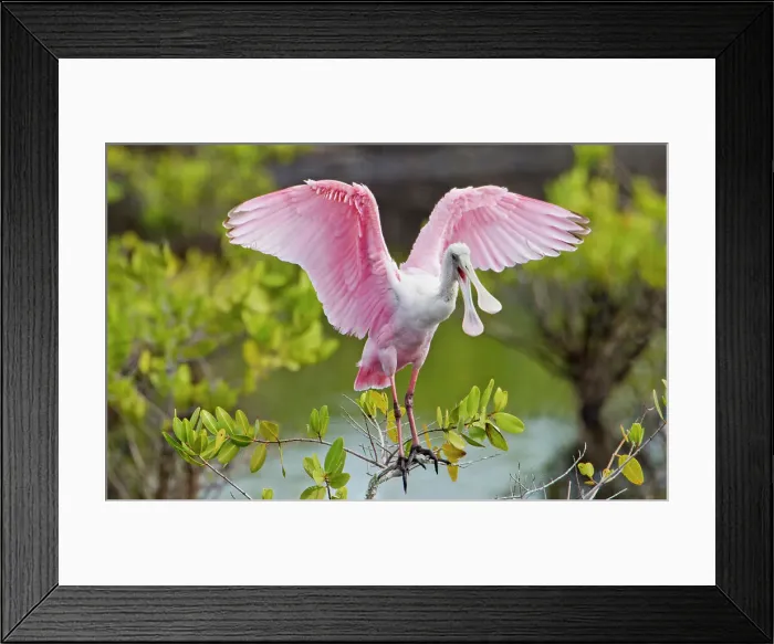Framed Print : a ROSEATE SPOONBILL squawking while standing on a branch with wings raised Framed Print : a ROSEATE SPOONBILL squawking while standing on a branch with wings raised