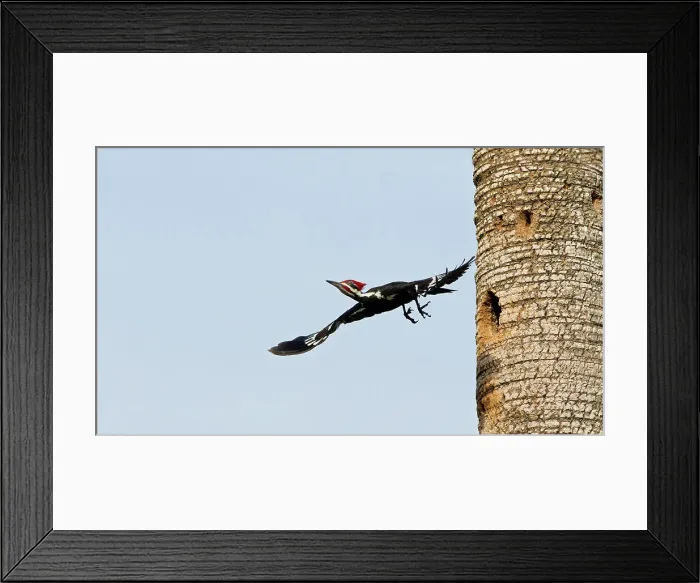 Framed Print : a PILEATED WOODPECKER flying away from the nest cavity Framed Print : a PILEATED WOODPECKER flying away from the nest cavity