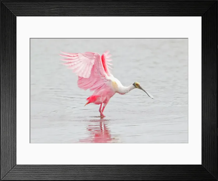 Framed Print : a ROSEATE SPOONBILL with wings raised walking in water with wings raised Framed Print : a ROSEATE SPOONBILL with wings raised walking in water with wings raised