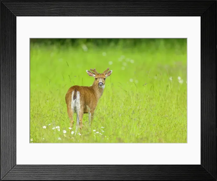 Framed Print : Black tailed deer on Vancouver Island Framed Print : Black tailed deer on Vancouver Island