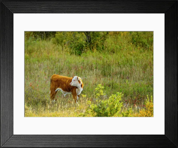 Framed Print : Cattle, Alberta Canada Framed Print : Cattle, Alberta Canada