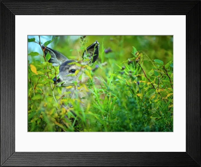 Framed Print : Fawn in Waterton National Park, Canada Framed Print : Fawn in Waterton National Park, Canada