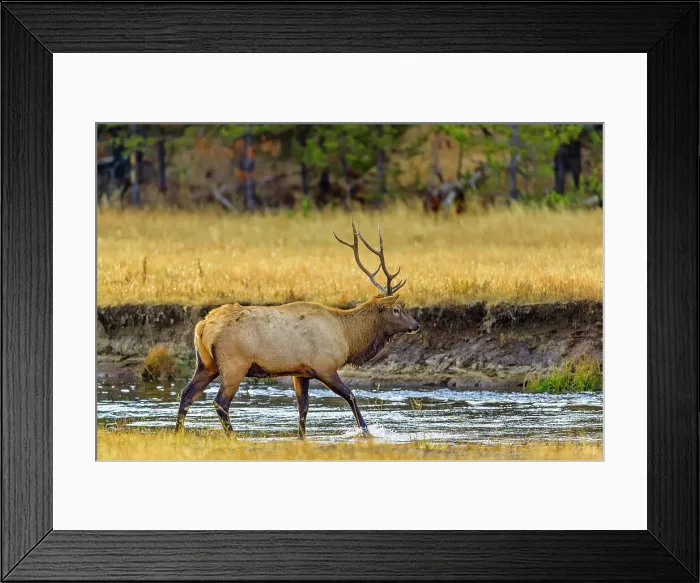 Framed Print : Bull Elk in Yellowstone National Park in Wyoming Framed Print : Bull Elk in Yellowstone National Park in Wyoming