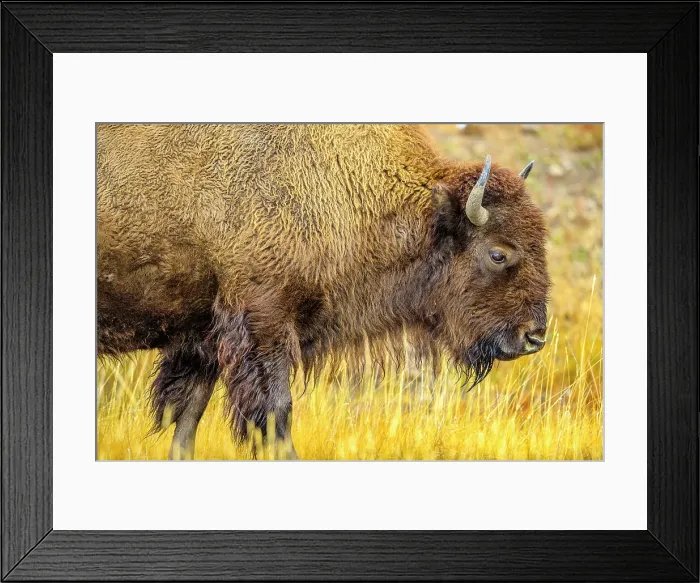 Framed Print : Bison in Yellowstone National Park in Wyoming, USA Framed Print : Bison in Yellowstone National Park in Wyoming, USA