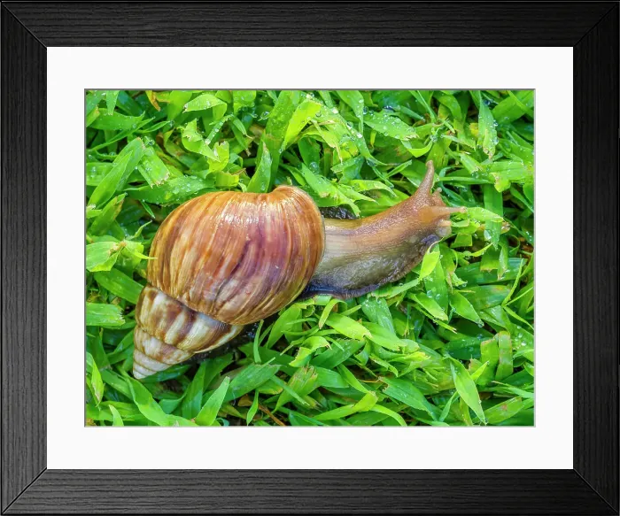 Framed Print : Brown Snail in Grass Framed Print : Brown Snail in Grass