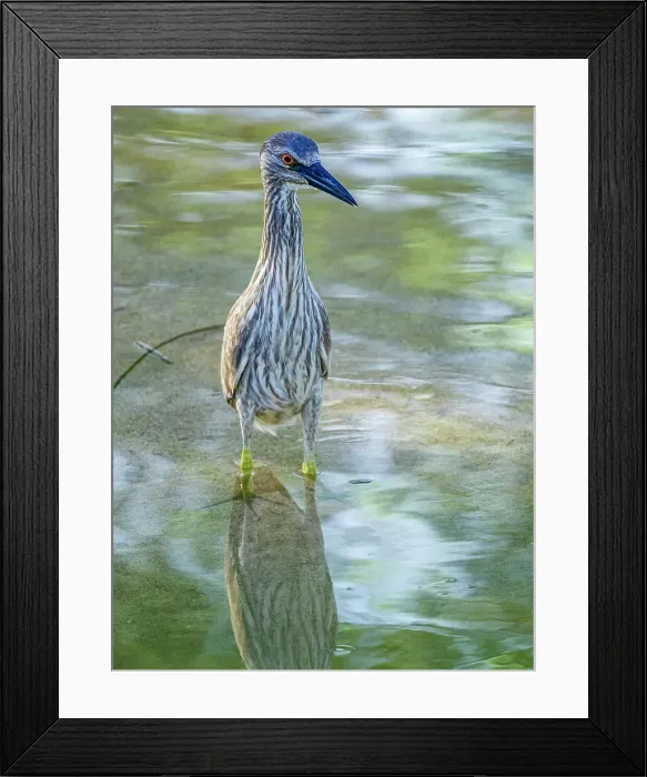 Framed Print : Juvinial Black-Crowned Night Heron on Maui Hawaii